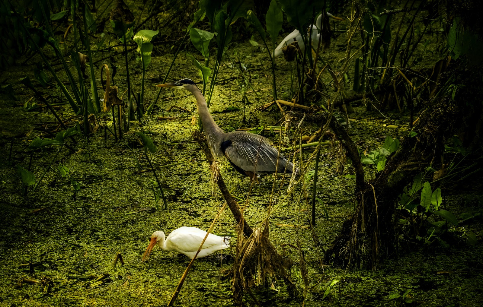 Large Birds in a Swamp